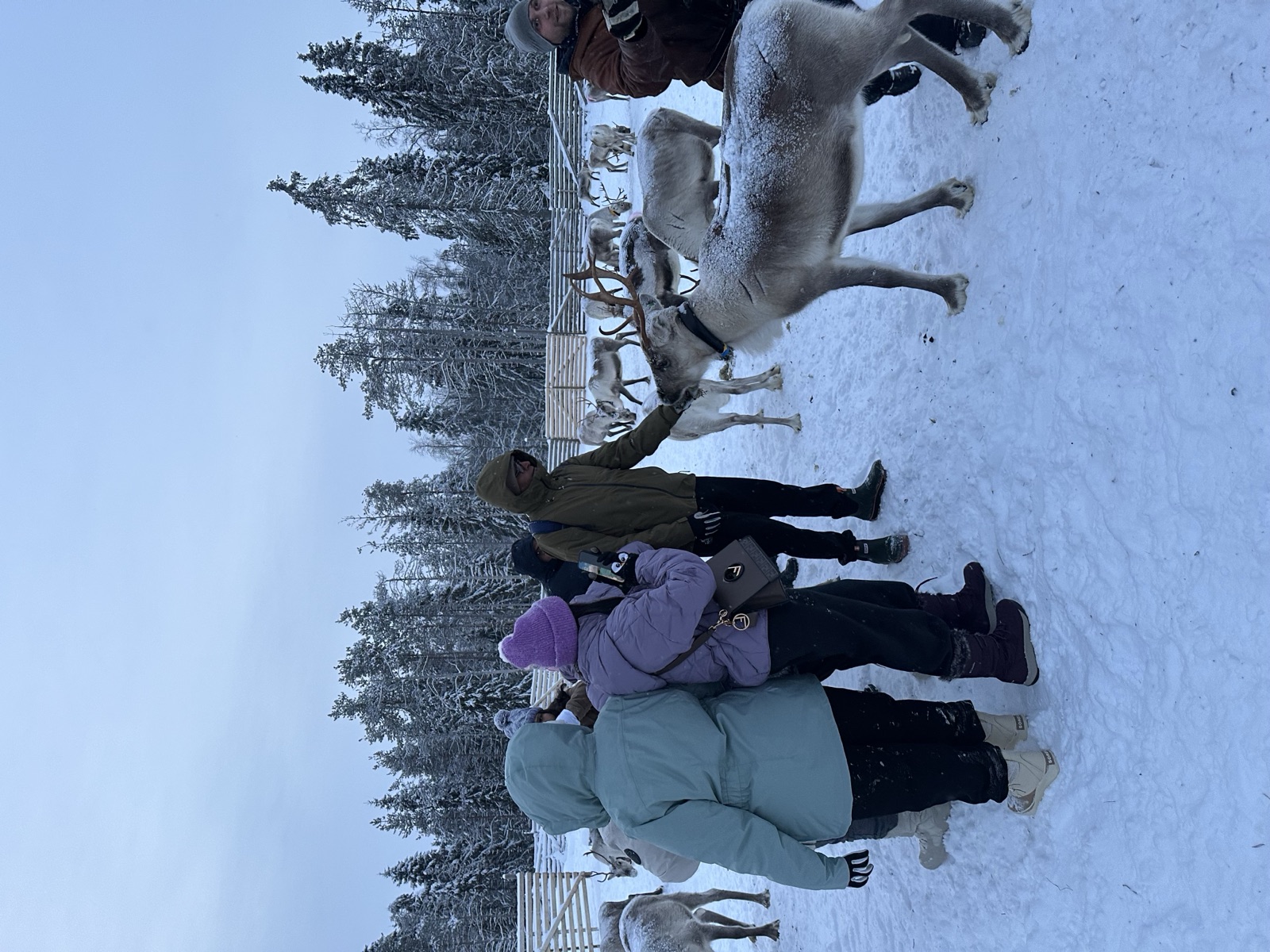 Husky safari on a snowy forest trail in Ruka, Finland